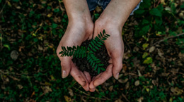 hands holding soil and a plant