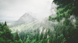 foggy view of tropical forest