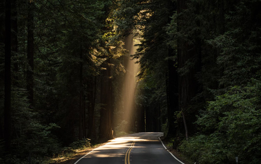 A road running through the forest with a beam of sunlight shining through