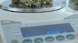 Marijuana being weighed on a digital scalemarijuana on a digital scale